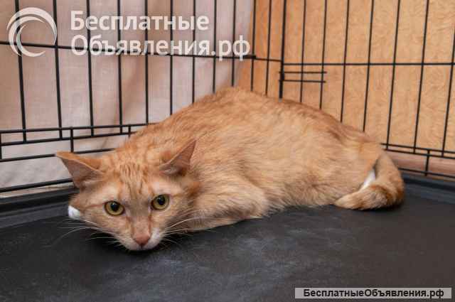 Пончик и Батончик ищут свой дом