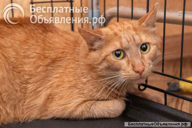 Пончик и Батончик ищут свой дом