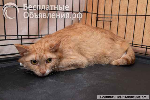 Пончик и Батончик ищут свой дом