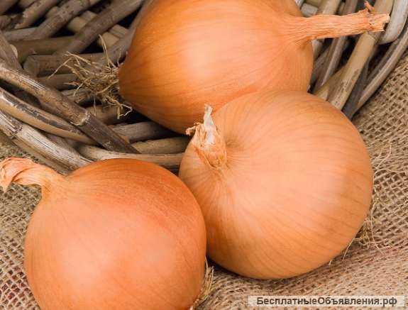 Лук оптом