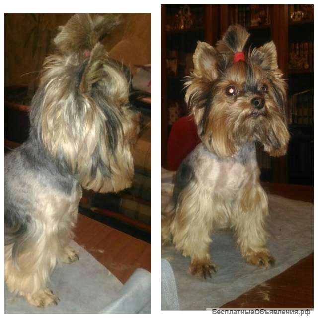 Стрижки животных