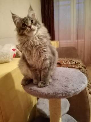 Крупный котик