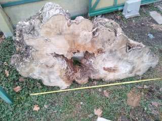 Слэбы, спилы катальпы, черешни, клена, ореха, и др