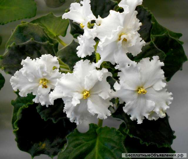 Детки сортовых фиалок