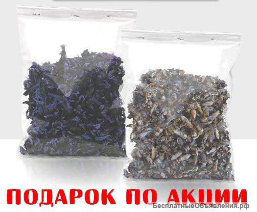 Высушенная Азиатская Медведка