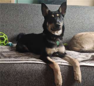 Три очаровательные девочки Мира, Лекси и Линда ищут дом