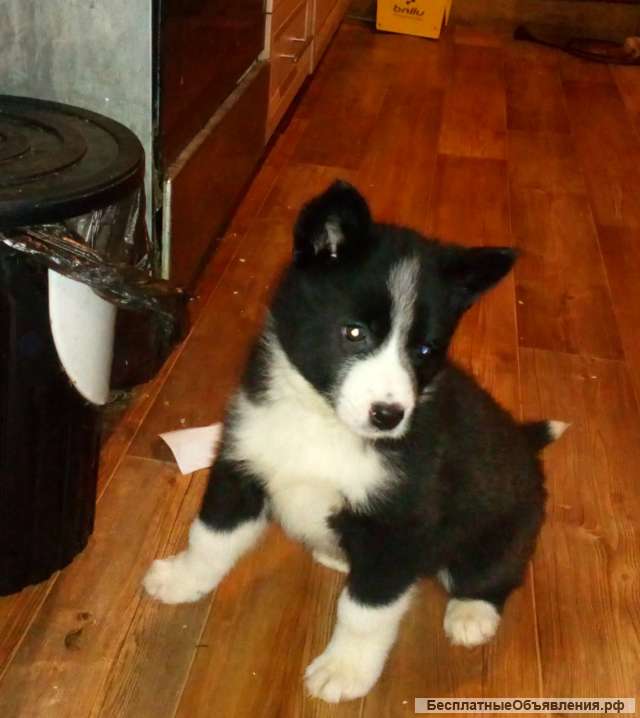 Щенки восточносибирской лайки ВСЛ