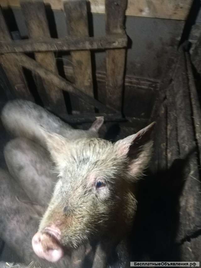 Телку поросят