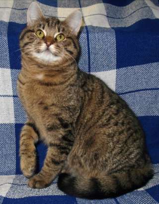 Шикарный котенок