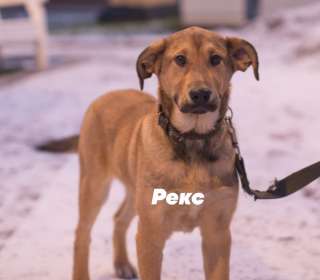 Верный друг и надежный охранник Рекс в добрые руки