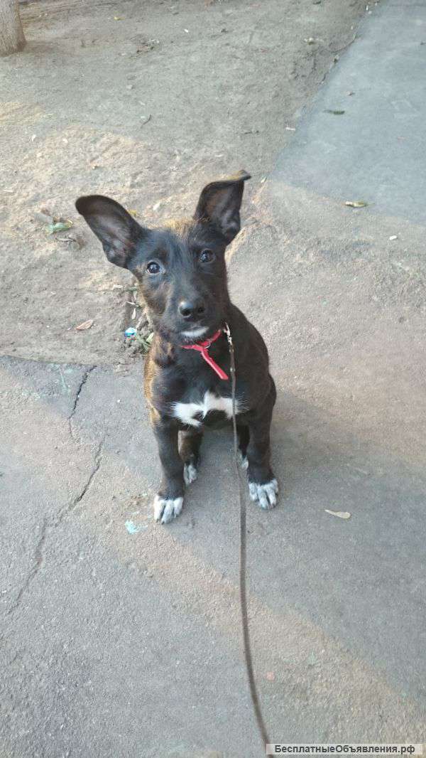 Ищу доброго хозяина