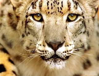 Магистр- Окажет Вам Помощь в различных ситуациях + Консультация