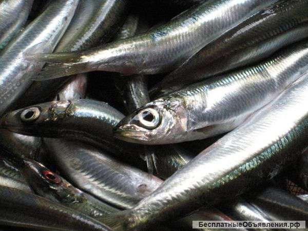 Хамса малосольная фасованная на ведро 5 - 10 кг