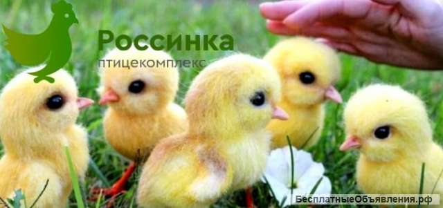 Цыплят несушек в Оренбурге либо заказать другую с/х птицу