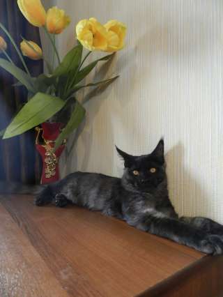 Котенок Мейн-кун