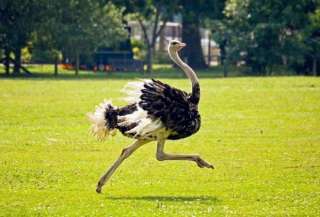 Взрослые африканские страусы. Здоровая и красивая птица. Собственное разведение страусов.