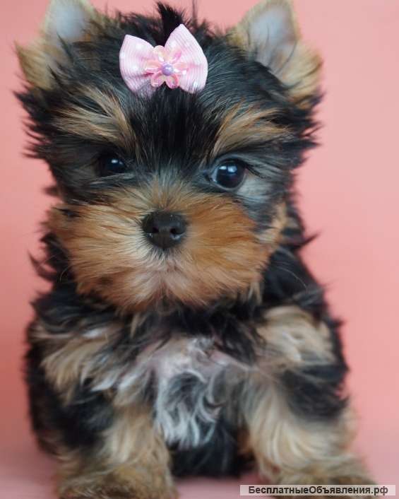 Щенки Йоркширского терьера мини / мелкий стандарт