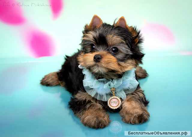 Щенки Йоркширского терьера мини / мелкий стандарт
