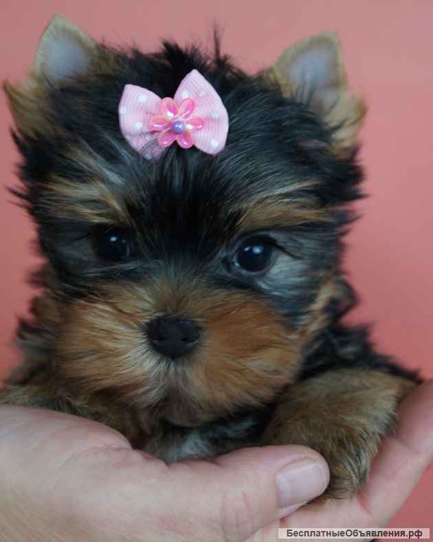 Щенки Йоркширского терьера мини / мелкий стандарт