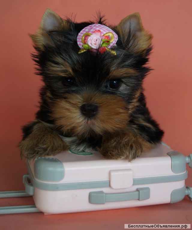 Щенки Йоркширского терьера мини / мелкий стандарт