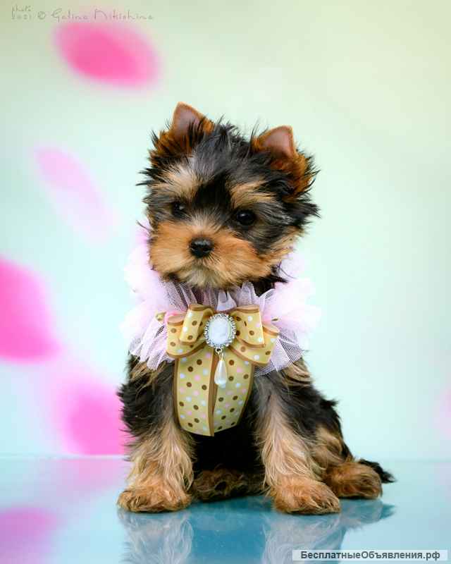 Щенки Йоркширского терьера мини / мелкий стандарт