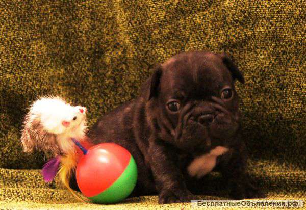 Щенки Французского бульдога