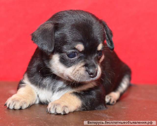 Щенят чихуахуа