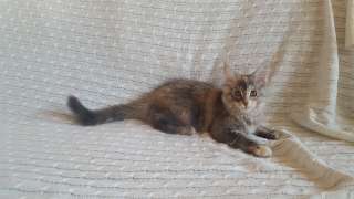 Котенок (девочка) Мейн Кун