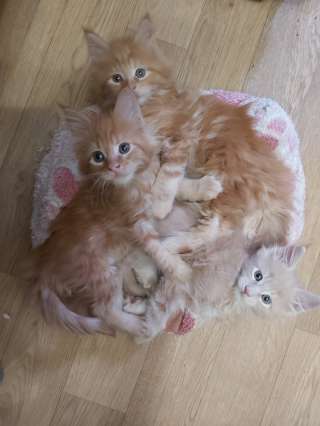 Кошечки