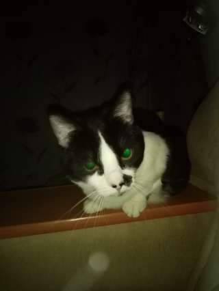 Проведу диагностику