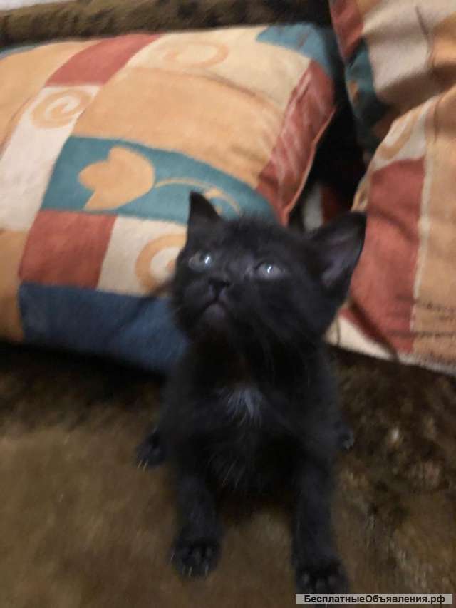 Отдам даром в добрые руки