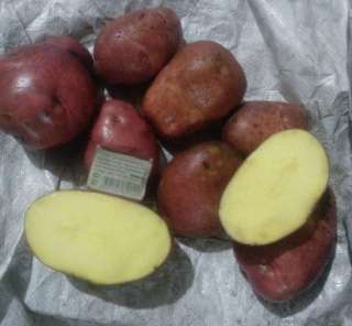 Картофель оптом со склада фермерского хозяйства