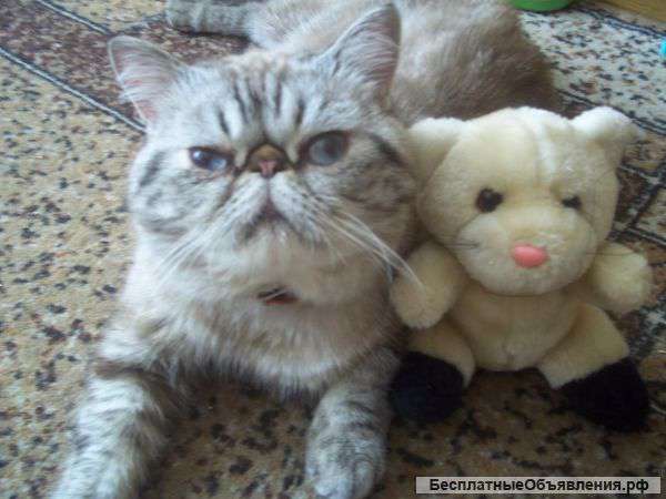 Экзотический Кот