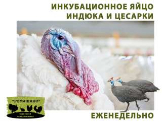 Инкубационное яйцо Индейки и Цесарки