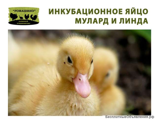 Инкубационное яйцо утки Мулард, гуся Линда
