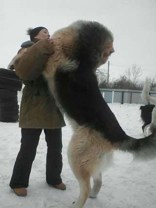 Лучший друг и охраник