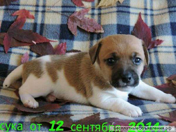 Щенки Джек Рассела терьера