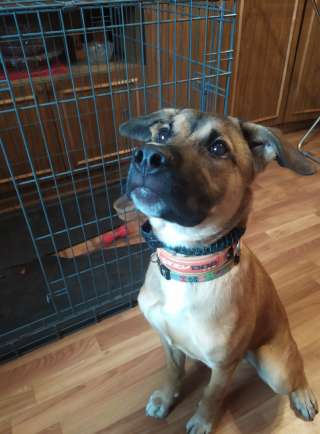 Щенок в добрые руки