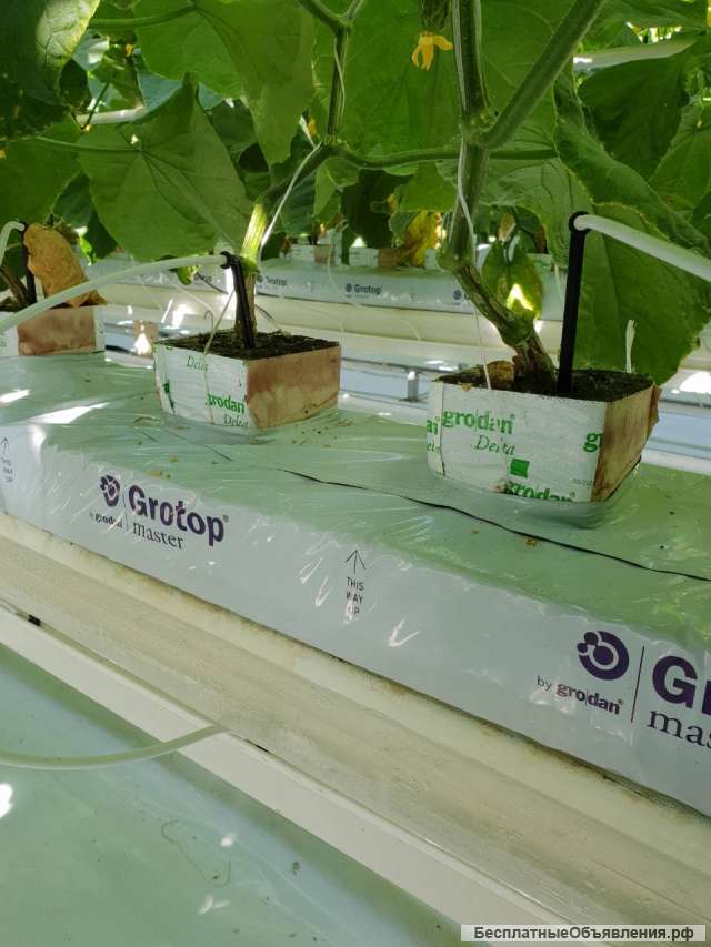 Теплица промышленная