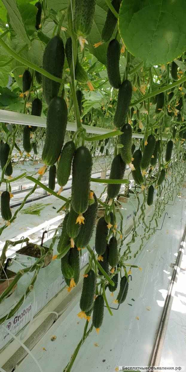 Теплица промышленная