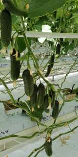 Теплица промышленная