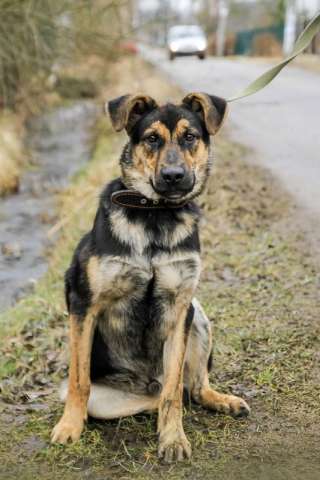 Ищет дом и любящих родителей щенок-Малыш