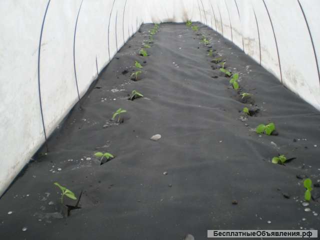 Пленка для грядок от сорняков