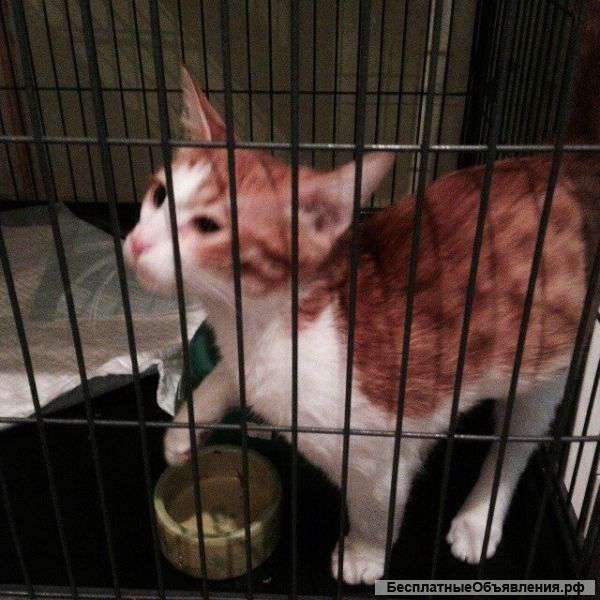 Спасите котенка