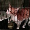 Спасите котенка
