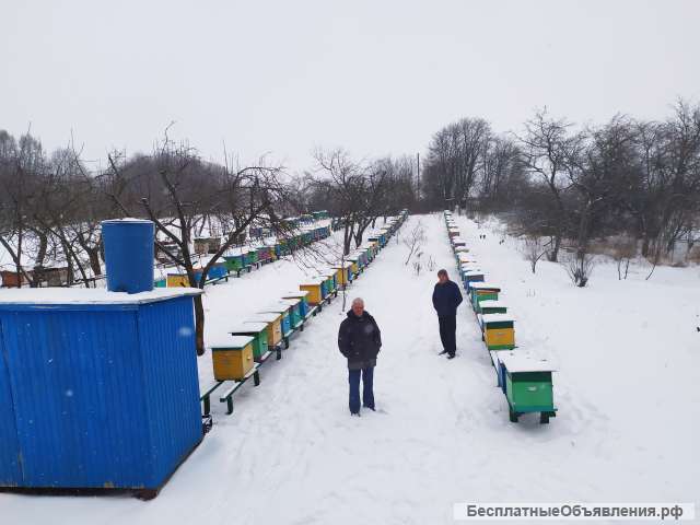 Пчелопакетов