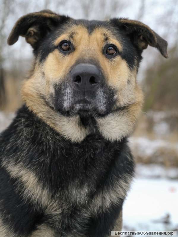 Амур чудесный пес метис овчарки