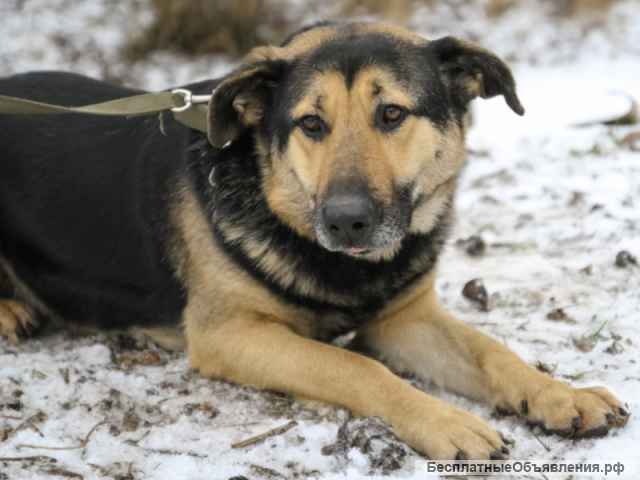 Амур чудесный пес метис овчарки