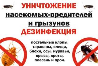 Безопасное Истребление Насекомых