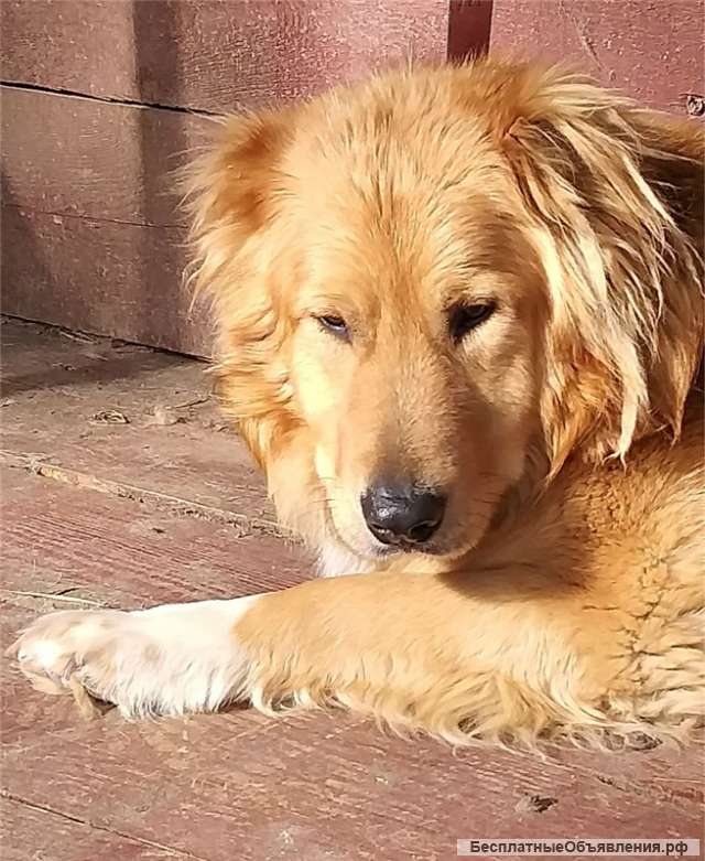 Шикарный пёс Дарий ищет дом